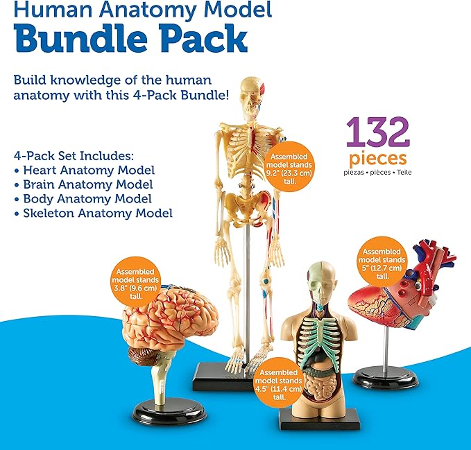 Learning Resources Anatomy Models Bundle Set - Skeleton and Physiology, Human Body Model , Science Classroom Must Haves, Biology Teacher Supplies, Interactive Homeschool Projects, Montessori