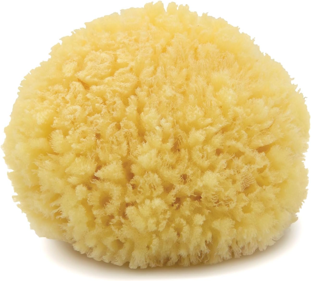 Neptune Caribbean Sea Sponge, Hand Cut, Medium, Approx. 5-6 inches