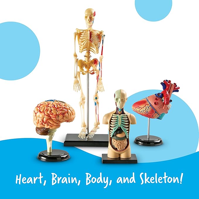 Learning Resources Anatomy Models Bundle Set - Skeleton and Physiology, Human Body Model , Science Classroom Must Haves, Biology Teacher Supplies, Interactive Homeschool Projects, Montessori