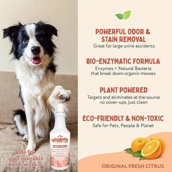 Wee Away Original Formula Concentrated Stain & Odor Remover, Enzyme Cleaner, Pet Urine Odor Eliminator for Home - Pet Mess Destroyer for Carpet & Furniture, Original Citrus Scent, 32 fl oz