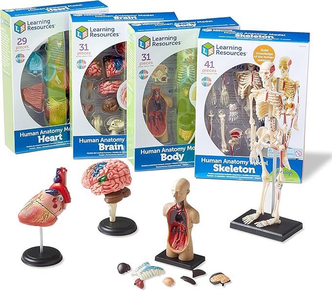Learning Resources Anatomy Models Bundle Set - Skeleton and Physiology, Human Body Model , Science Classroom Must Haves, Biology Teacher Supplies, Interactive Homeschool Projects, Montessori