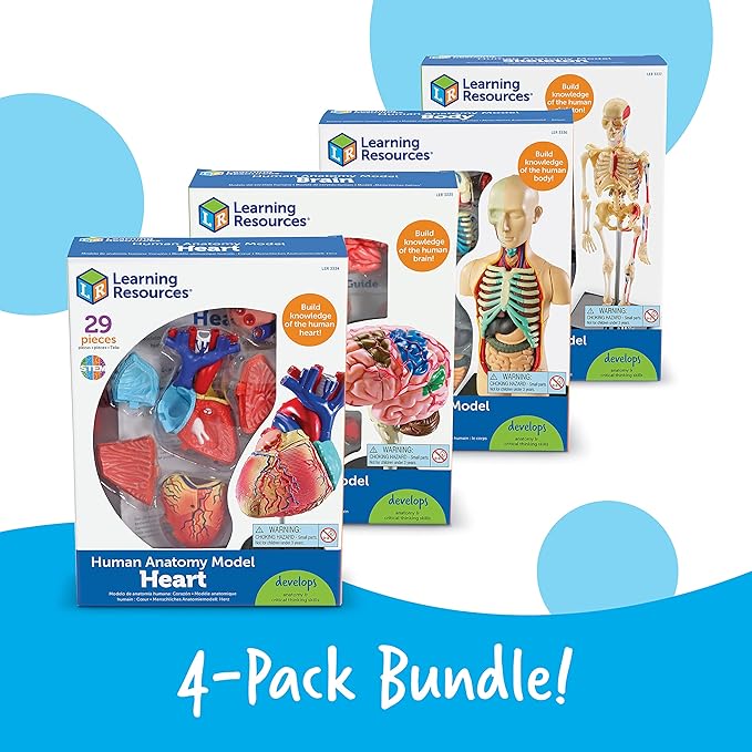 Learning Resources Anatomy Models Bundle Set - Skeleton and Physiology, Human Body Model , Science Classroom Must Haves, Biology Teacher Supplies, Interactive Homeschool Projects, Montessori